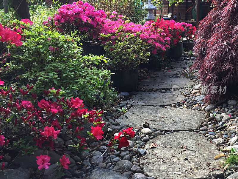 景观东方禅宗花园的形象，人造混凝土踏石通过日本枫树和盛开的杜鹃花/矮杜鹃花植物花盆与粉红色的花朵，花岗岩灯笼，鹅卵石，竹子，盆景树